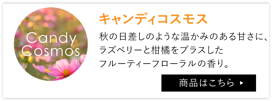 キャンディコスモス